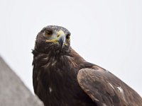Steinadler 097